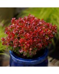 Berberis thunbergii Lutin Rouge